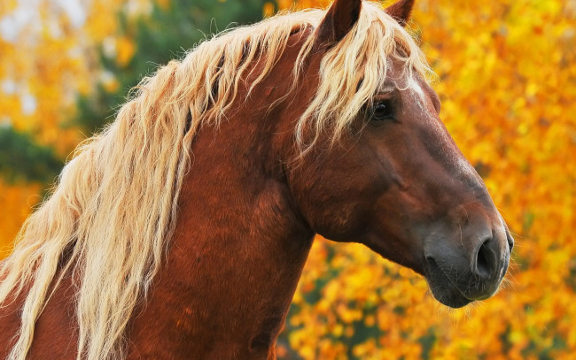 Обои картинки фото животные, лошади, осень, портрет, морда, светлая, грива, желтые, деревья, коричневый, конь, лошадь