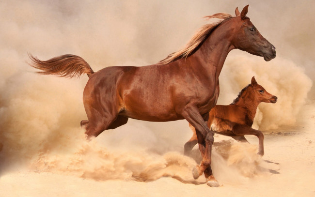 Обои картинки фото животные, лошади, скачут, пыль, песок, жеребенок, лошадь, коричневые