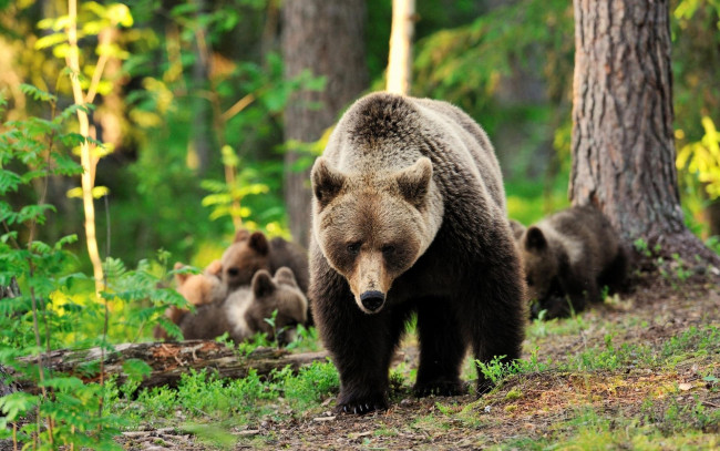 Обои картинки фото животные, медведи, лес, медвежата, бурые, медведица