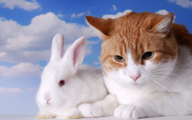 Обои картинки фото животные, разные вместе, кролик, недовольный, два, пара, кошки, рыжий, кот, грызуны, альбинос, белый, облака, небо, дружба, врозь, двое