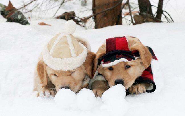 Обои картинки фото животные, собаки, щенки, милые, два, двое, пара, друзья, зима, прикид, снег, костюм, одежда, шапочка, игра, снежки