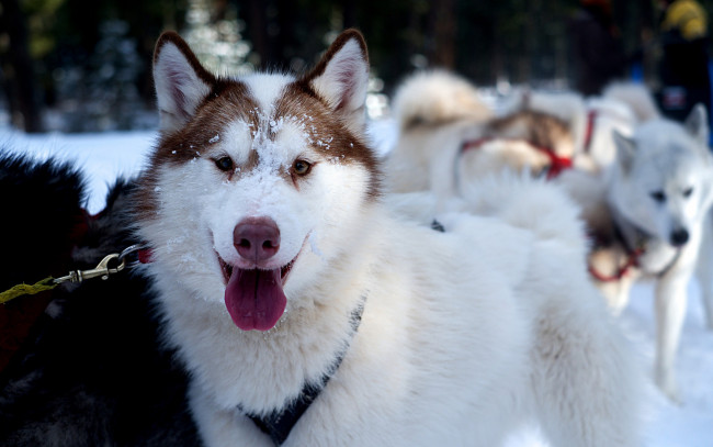 Обои картинки фото животные, собаки, снег, упряжка, друг, собака