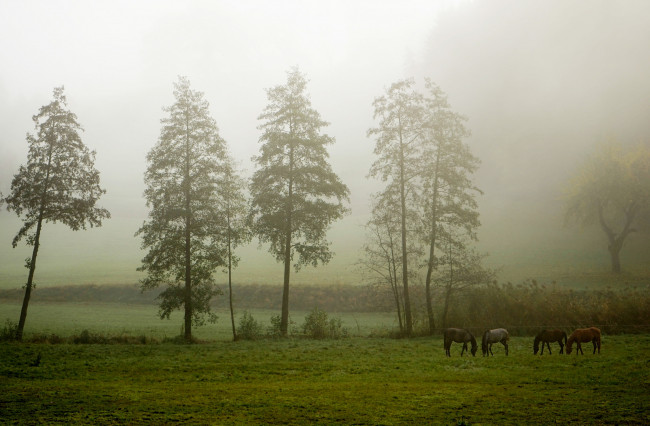 Обои картинки фото животные, лошади, туман, деревья