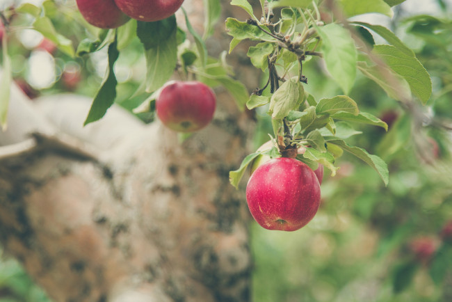 Обои картинки фото природа, плоды, яблоко, ветка, яблоня