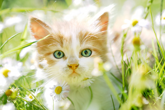 Обои картинки фото животные, коты, зеленоглазый, трава, поле, котенок, цветы, ромашки, рыжий, кошки, зеленый, лето