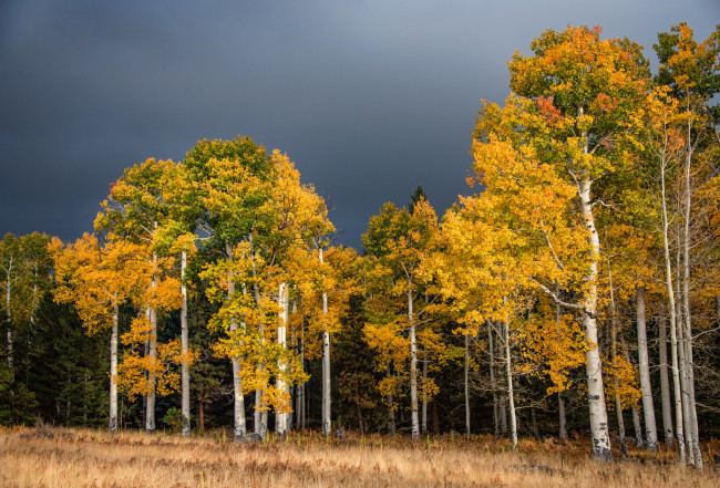 Обои картинки фото природа, лес, осень, берёзы, тучи, пасмурно