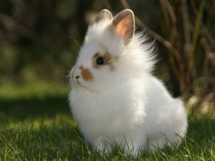 Картинка животные кролики +зайцы трава крольчонок