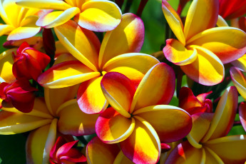 Картинка цветы плюмерия двухцветная