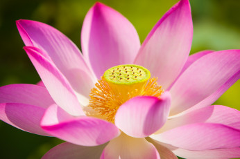 Картинка цветы лотосы цветок лотос лепестки