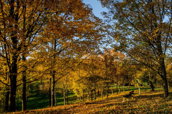 Картинка природа парк осень деревья