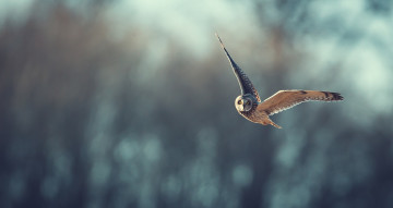 Картинка животные совы полёт сова боке