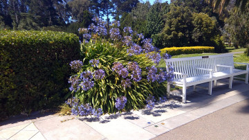 Картинка природа парк кусты цветы скамейка