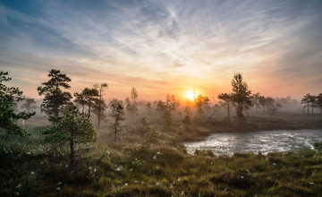 Картинка природа реки озера трава деревья озеро туман рассвет утро