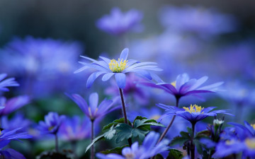 Картинка цветы анемоны +сон-трава поле голубые