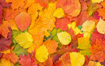 обоя природа, листья, фон, осенние, leaves, autumn