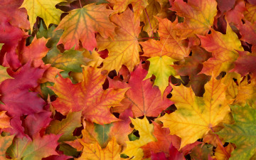 обоя природа, листья, leaves, осенние, autumn