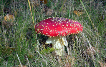 Картинка природа грибы +мухомор гриб листья трава