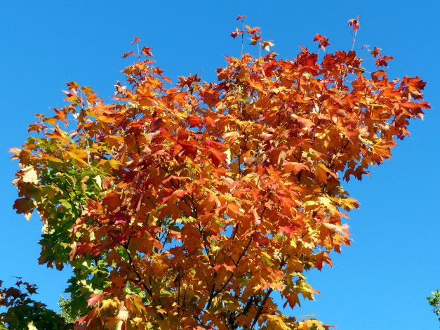 Обои картинки фото природа, листья, клен, осень