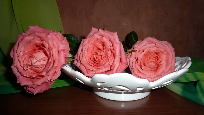 Обои картинки фото цветы, розы, трио, розовый