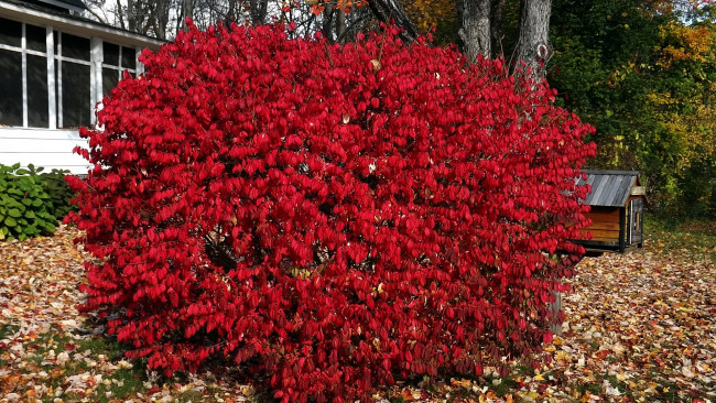Обои картинки фото природа, листья, куст, красный, осень
