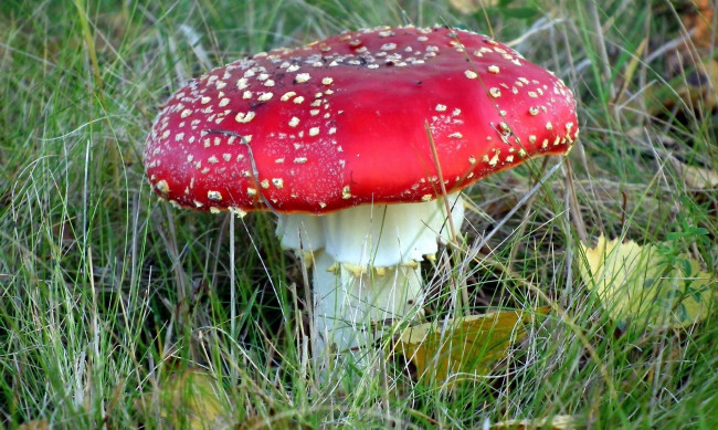 Обои картинки фото природа, грибы,  мухомор, гриб, листья, трава