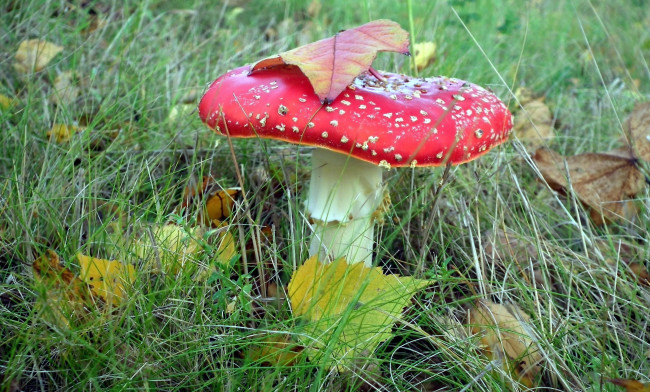 Обои картинки фото природа, грибы,  мухомор, гриб, листья, трава