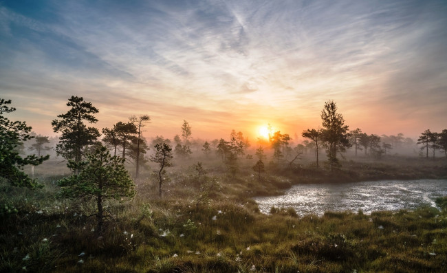 Обои картинки фото природа, реки, озера, трава, деревья, озеро, туман, рассвет, утро