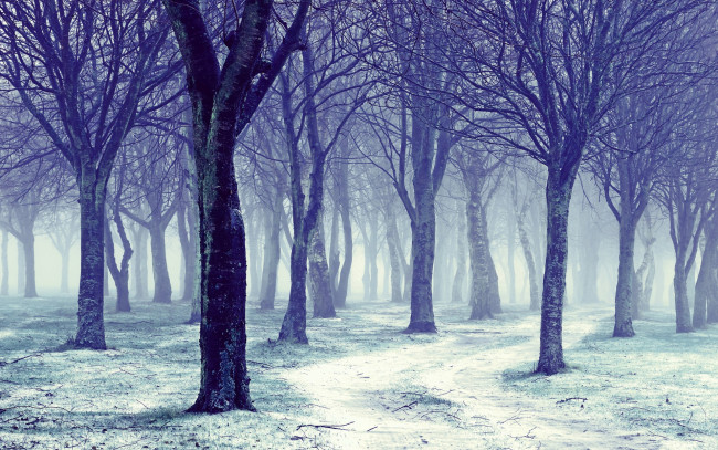Обои картинки фото природа, лес, снег, деревья, хворост, зима
