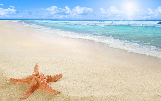 Обои картинки фото природа, тропики, starfish, sun, sea, sand, beach