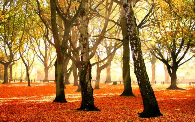 Обои картинки фото природа, деревья, листья, осень, парк