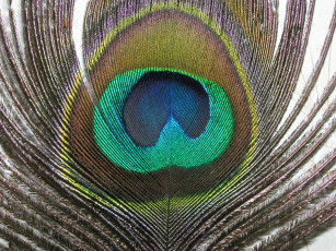 Картинка разное перья