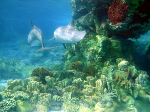 Картинка dolphins животные дельфины