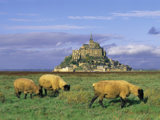 Обои картинки фото sheep, mont, saint, michel, normandy, france, животные, овцы, бараны