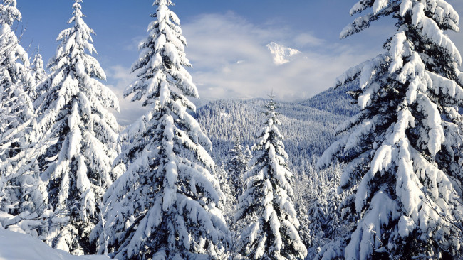 Обои картинки фото природа, зима, ели, пейзаж, снег