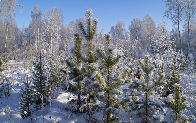 Обои картинки фото природа, зима, сосны, березы, ели, снег