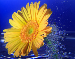 Картинка цветы герберы желтый вода макро