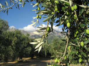 Картинка природа плоды оливки