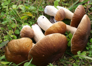 Картинка еда грибы грибные блюда боровик