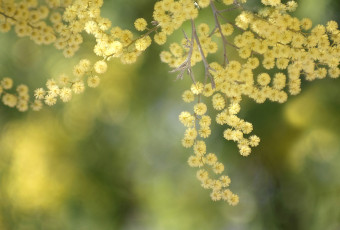 Картинка цветы мимоза желтый пушистый шарики