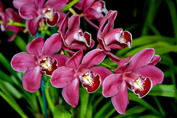 Картинка цветы орхидеи экзотика ветка розовый