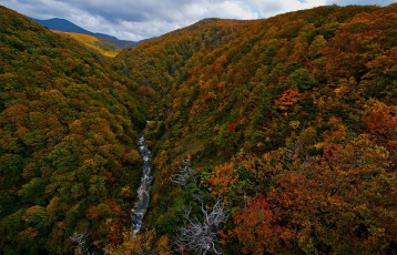 Картинка природа лес панорама осень