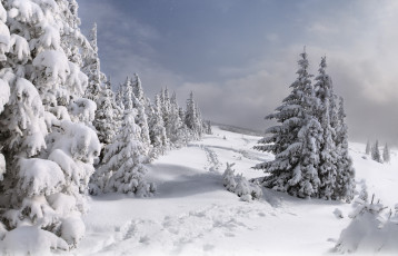 Картинка природа зима ёлки снег тропинки
