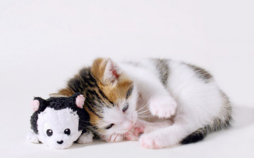 Картинка животные коты кошка игрушка