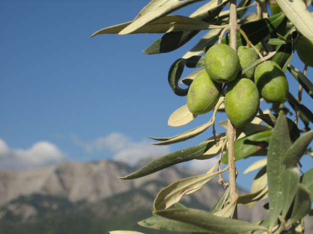 Обои картинки фото природа, плоды, зеленый, оливки