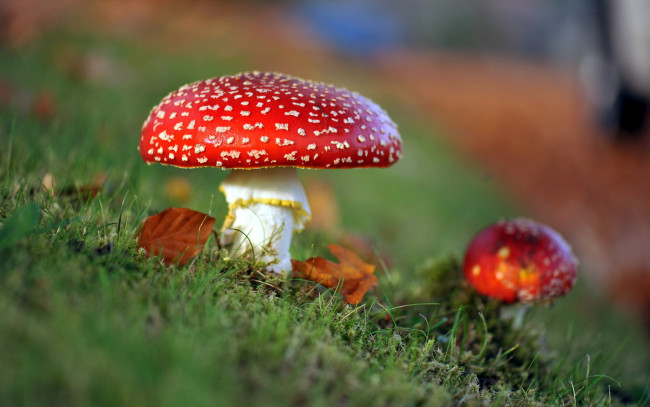 Обои картинки фото природа, грибы, мухомор, осень
