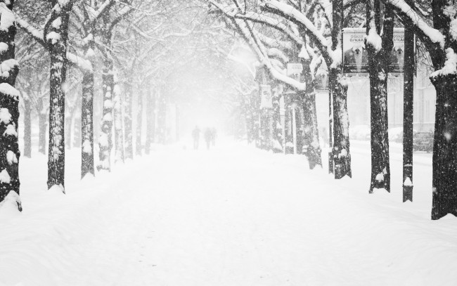 Обои картинки фото природа, зима, силуэты, аллея, деревья, снег