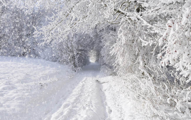 Обои картинки фото природа, зима, снег, деревья, дорога, заснежено, лес