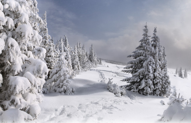Обои картинки фото природа, зима, ёлки, снег, тропинки