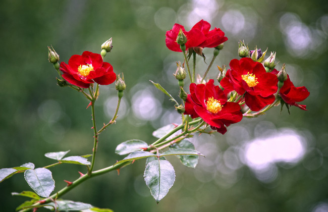 Обои картинки фото цветы, розы, красный, ветка
