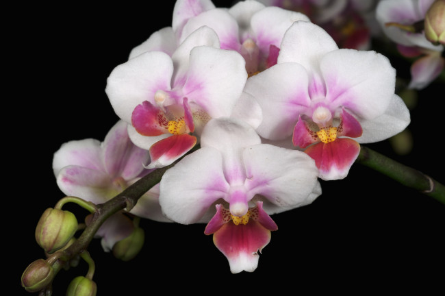 Обои картинки фото цветы, орхидеи, ветка, белый